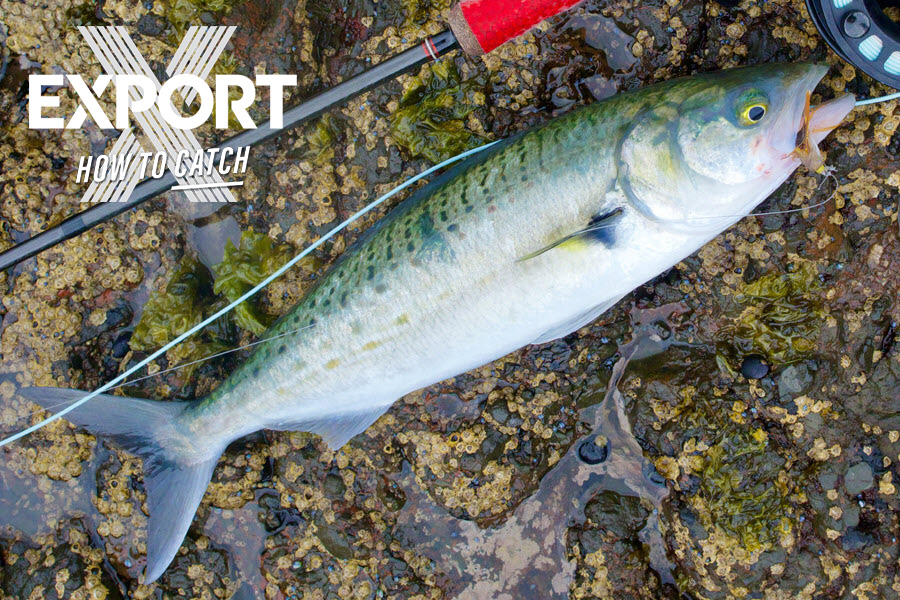 How to Catch Kahawai, Striped Marlin The Fishing site